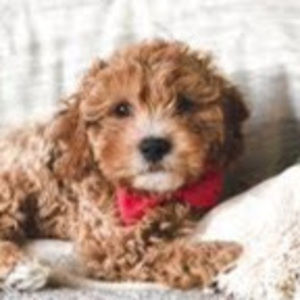 Meet your Posher, Eva